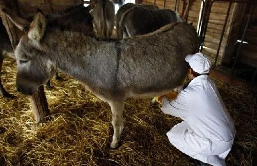 又见智商税驴奶被包装为乳中极品尕姥姥驴奶直接宣传能抗肿瘤
