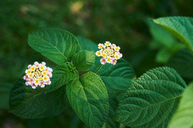 哪些生肖2022年好运难挡人气旺盛制胜有门越来越有钱