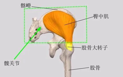 膝痛与屁股有关引发膝痛的三大关键肌