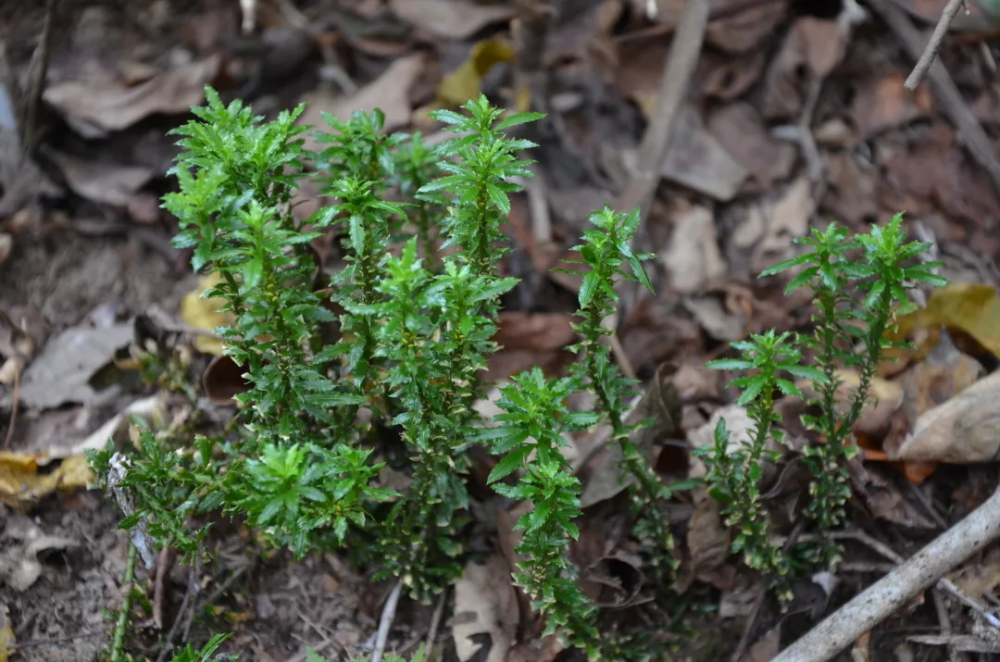 宁波植物山林中这种千层塔貌不惊人却十分珍稀
