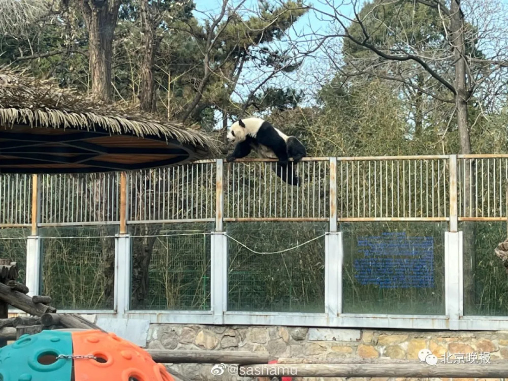 大熊貓萌蘭試圖翻牆越獄北京動物園下不為例