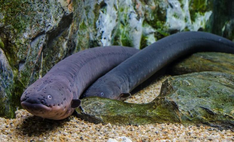 鳄鱼挑战亚马逊电鳗结果被电得原地抽搐镜头拍下精彩一幕