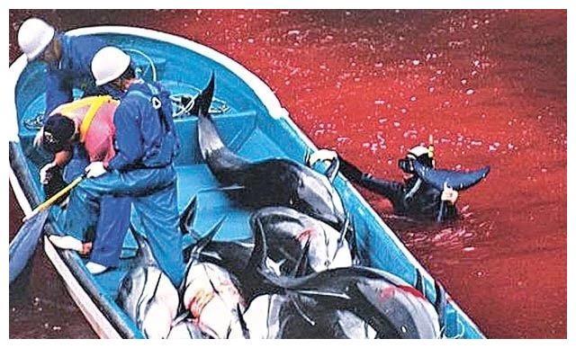 日本人为何追到南极也要捕杀鲸鱼真实意图令世界各国警惕