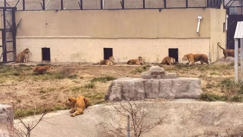 東營動物園丨寒冬不寒動物過冬各有妙招