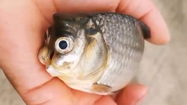 外星人头鲫鱼四川一男子野钓的罕见经历结局却令人感动
