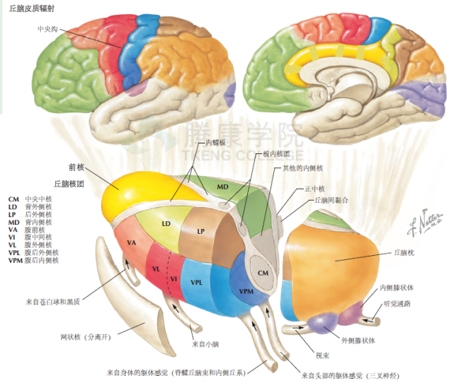 神经解剖学丘脑的解剖及其与大脑皮质的纤维联系