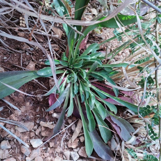 今天上山挖草药,这是一种治疗重感冒的草药,但不知道它学名叫什么?