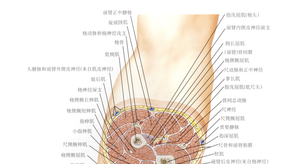 美圖分享|最全的前臂解剖(骨,肌肉,血管,神經)_騰訊新聞