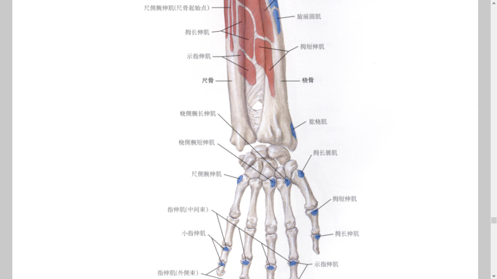 美圖分享|最全的前臂解剖(骨,肌肉,血管,神經)_騰訊新聞