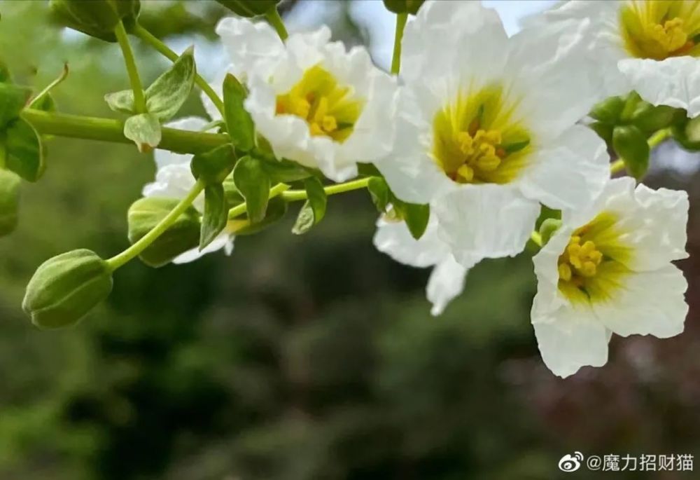 风雨花报雨花青冈树在这些植物中,预警现象最明显的,要数"气象树,也