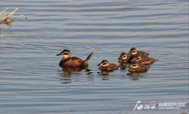 白头硬尾鸭 安家 记 腾讯新闻