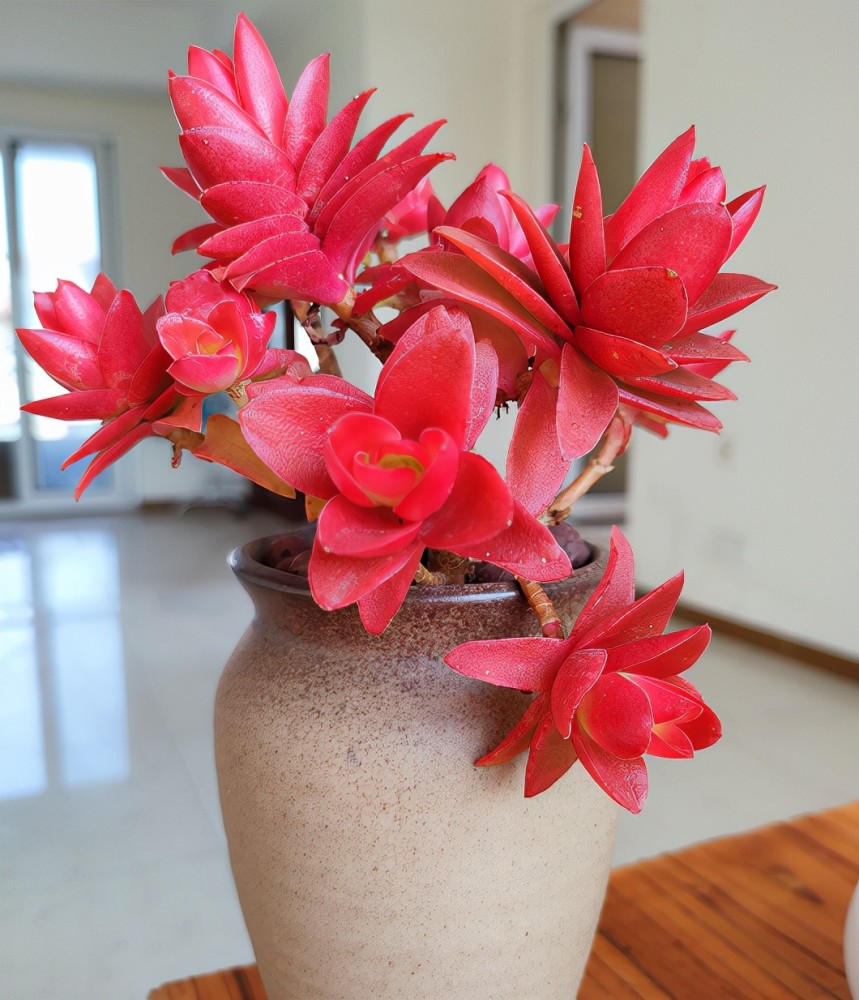 在魔都养了3年的火祭2021年的火祭特别鲜红数量不断增多