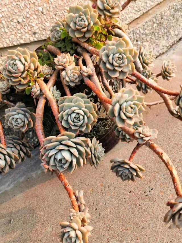 养了八年的多肉 白牡丹 老桩状态真的很美 古色古香 腾讯新闻