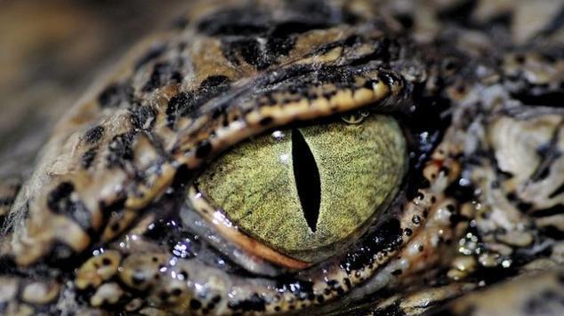 心理学:四只眼睛,哪只是蛇的?测出你属于哪一种天才人格?_腾讯新闻