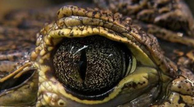 心理学:四只眼睛,哪只是蛇的?测出你属于哪一种天才人格?_腾讯新闻