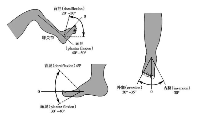 踝关节跖屈和背伸的图图片