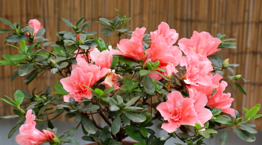 杜鹃花市场批发价格表