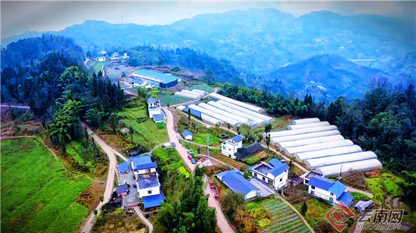 云南绥江一村一落皆美景美丽村庄颜值高