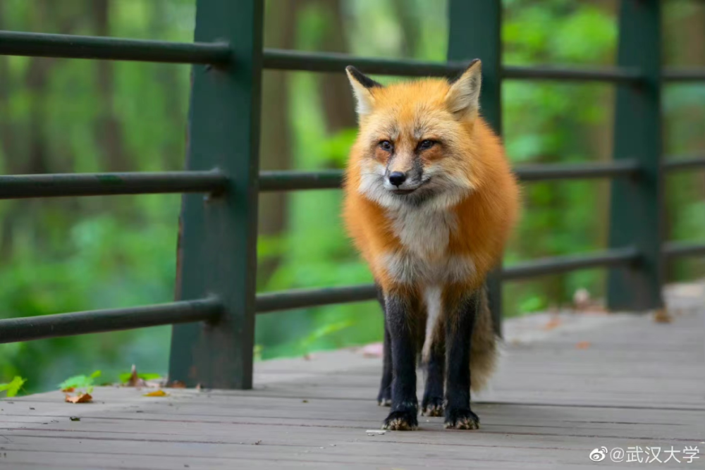 与野猪肉搏8小时六旬老汉终于猪口脱险