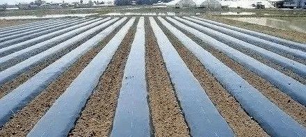 考向预测高考如何考察农业地膜技术各种地膜大集合