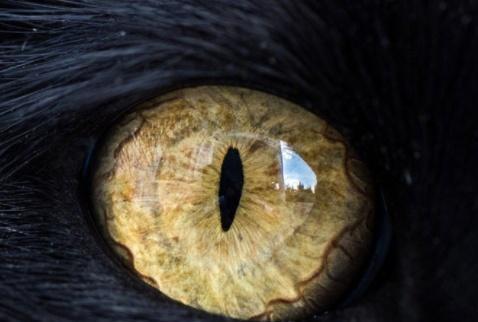 心理测试4只眼睛哪只是狼的测你有没有看人的眼光