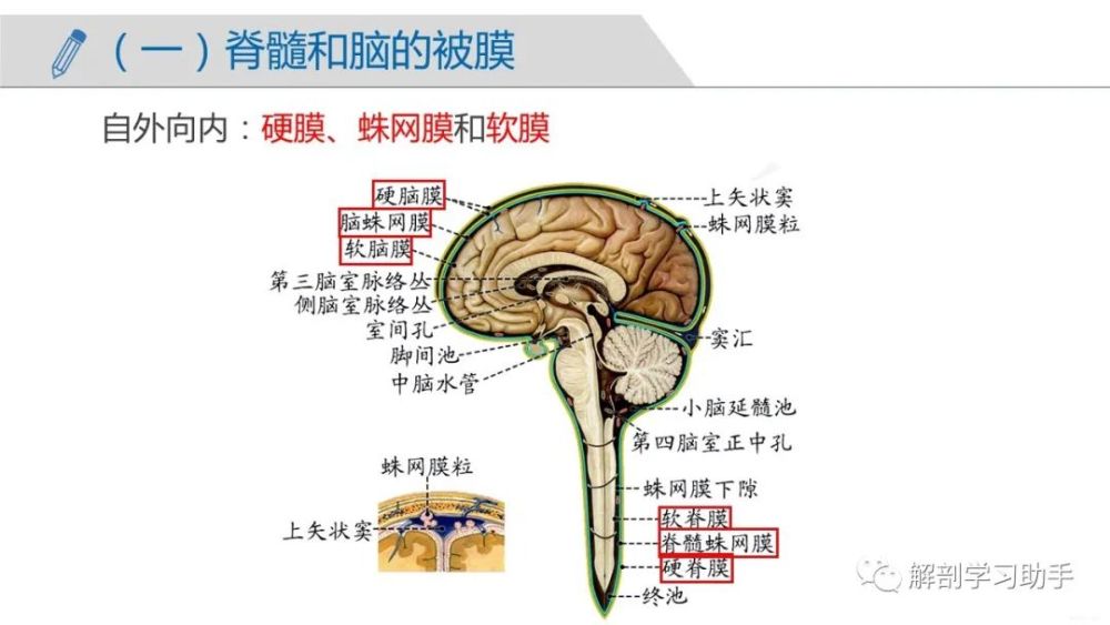 人體解剖學課件——中樞神經系統-端腦_騰訊新聞