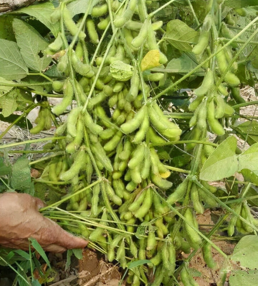 大豆为什么会有荚无实