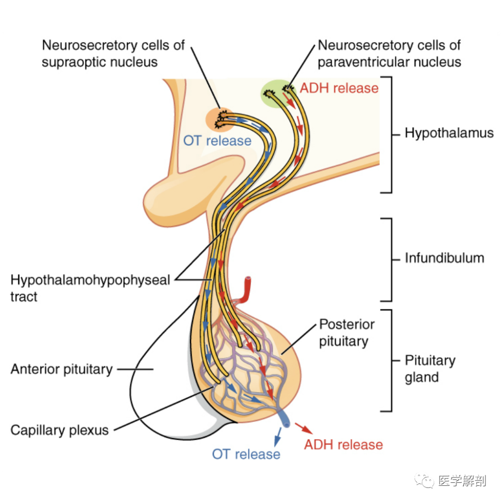 一起学习垂体解剖