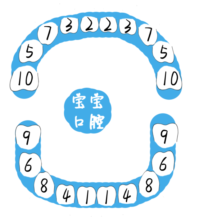 大多數寶寶都是成對的長牙,並按照下圖《長牙時間表》的順序,基本上4