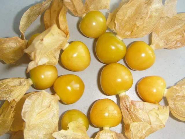 长在路边的黄色野果居然成为水果市场的新宠供不应求