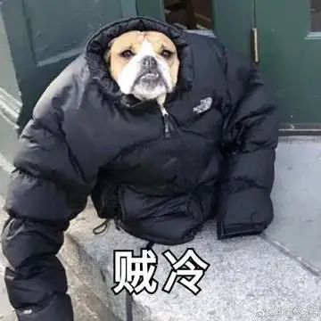 求扩散天渐渐寒冷了请不要驱赶它们它们会被冻死的