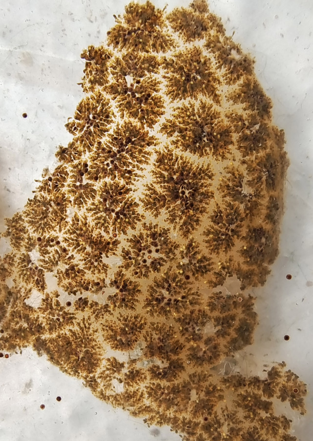 宁海发现奇特生物疑似48亿年前的苔藓虫