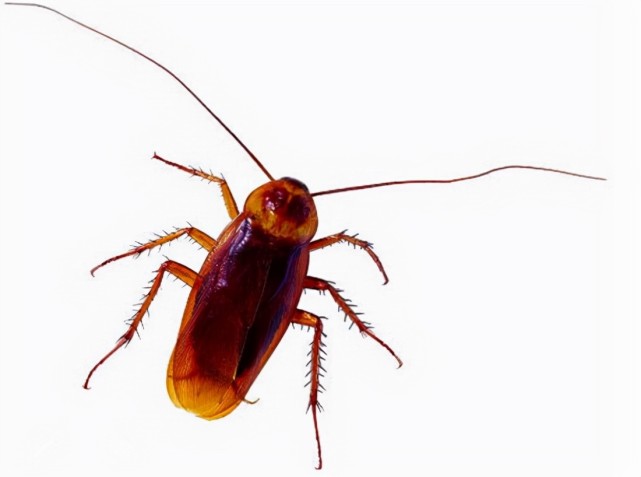 曱甴怎么读是什么意思发音