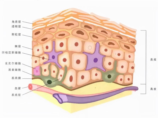皮膚作為一種器官,是人體表面必不可少的,他起到的是保護人體的作用