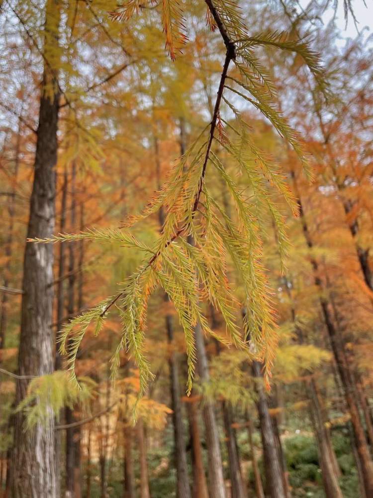 落羽杉,杉科落叶乔木.花期3～5月,果期次年10月成熟.