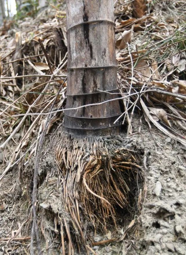 "这些竹子都没用了,我和老伴就只能将它们一根根运下山当柴烧.