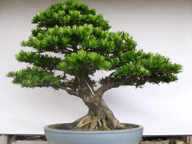 四大镇宅之树(四大镇宅之树是哪四种果树)