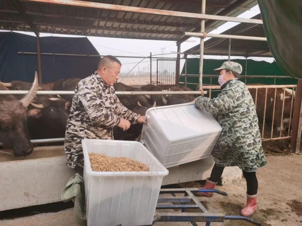 随着气温一天天走低,刘想林和他聘请的饲养员们都忙着给牛喂水,投放