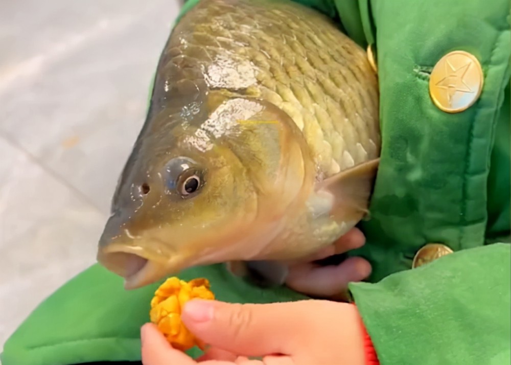 重庆一萌娃抱着活鱼看电视睡觉鱼眼都被抠破妈妈鱼挺享受的