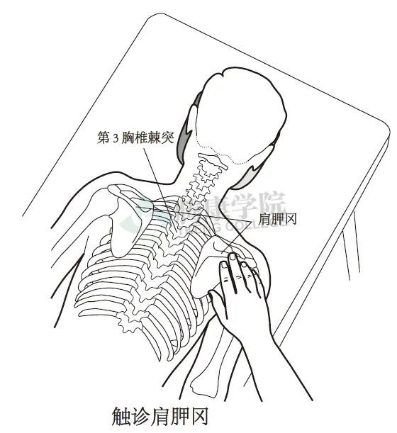 無觸診不治療詳解頸椎與胸椎整體結構感觸技巧和要點