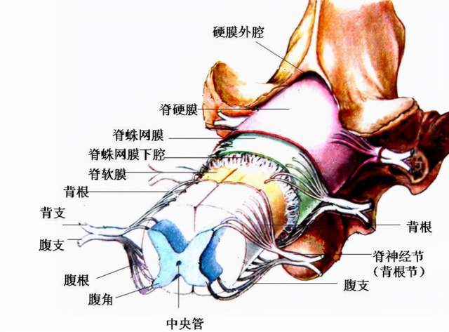 腰突壓迫硬膜囊是怎麼回事?嚴重嗎?醫生:提防馬尾神經綜合徵_騰訊新聞