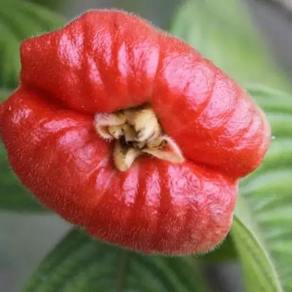 嘴唇花介绍(嘴唇花的花语是什么)