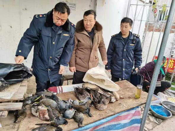 野鴨,黑水鳥等不同種類的國家重點保護野生動物在售,立即採取行政強制