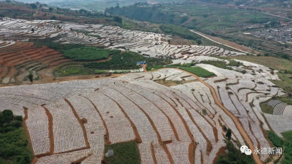 永康镇按照市,县"打造全国一流蔗糖产业"相关要求,多措并举,狠抓冬春