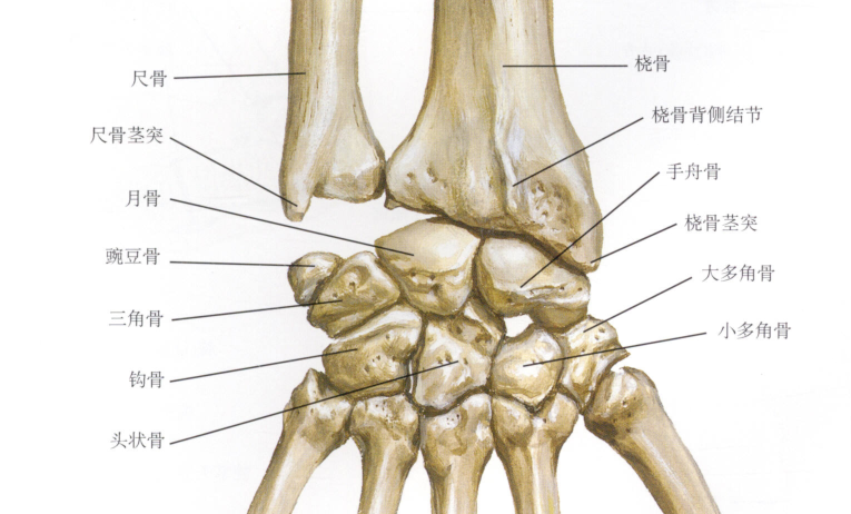 干货最全的腕手解剖图集