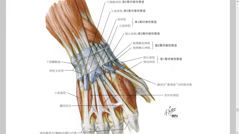 干货最全的腕手解剖图集