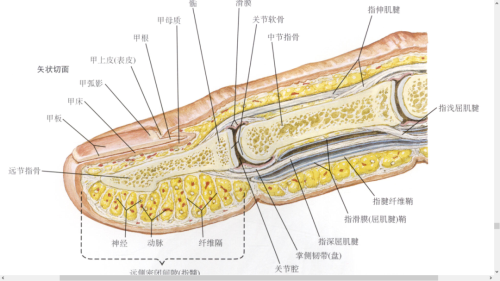 干货最全的腕手解剖图集