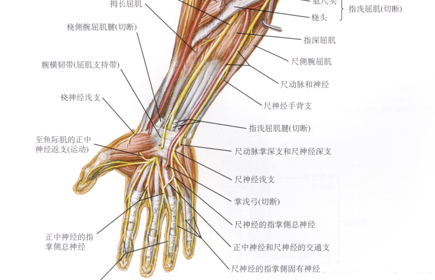 干货最全的腕手解剖图集