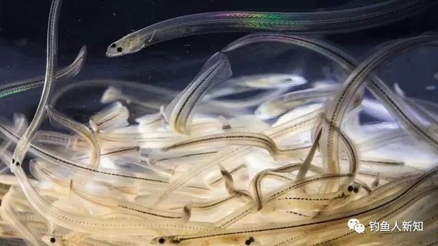 福建一河道边的罕见一幕,众人组团捞"海中软黄金",到底是啥?