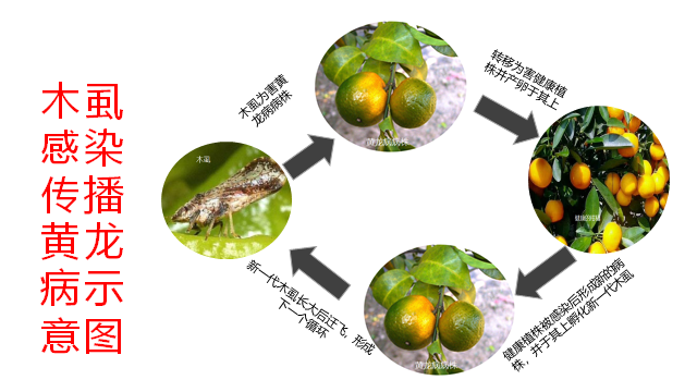全面防控柑橘黄龙病秋冬是柑橘黄龙病的关键排查期这3大田间识别方法